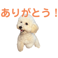 Bichon Poodle Mugi (8 months) in Japan