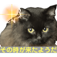 黒猫 ルナ院長153にゃんめ