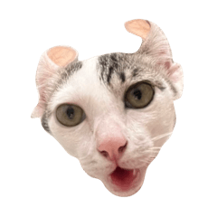 Oii MaowPreddd
