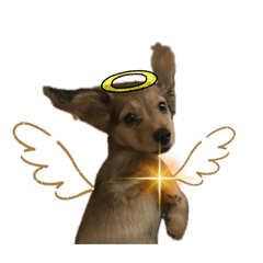 pet dog_20240718231751