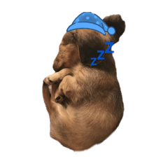 pet dog_20240718225847