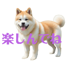 akita dog..