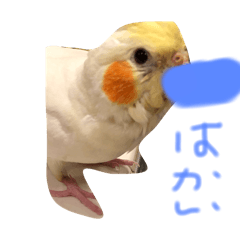 オカメインコ(まめ)スタンプ