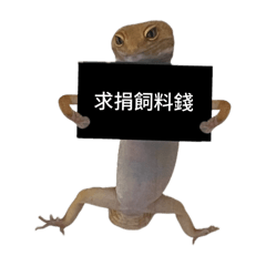 笨橘寶