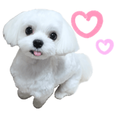 マルチーズのふうたの日常スタンプ♪2