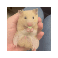 JHAO_動物們 (動態）