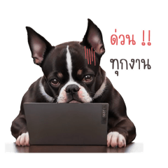 Dear Boston Terrier