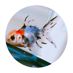 goldfish_20240720121925