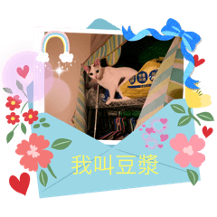 我是小豆漿 喵喵喵喵喵