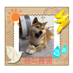 我叫做饅頭 汪汪