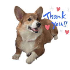 Snowy The Corgi