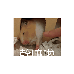 摳摳又動起來了