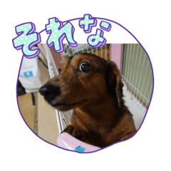 syo_20240720140528