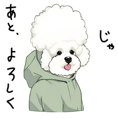 Bichon Frize vo6