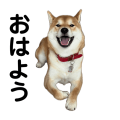 Shibainu Hanamaru Stamp