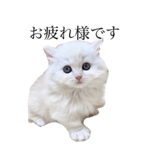 pikarineko_20240719231029