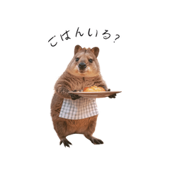 Quokka Family Stamps