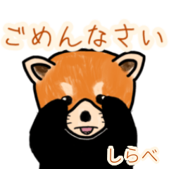 Shirabe's lesser panda