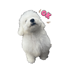 Bichon COCO