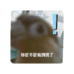 stacychao_20240720184727