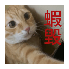 貓咪小戰爭六週年
