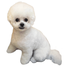 Bichon Frise Mayo 3