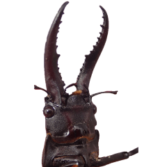 Stag beetle without wording-BIG