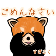 Sugisaku's lesser panda