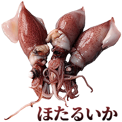 Firefly squid is hotaruika