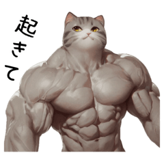 Hyper Muscle Cats