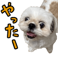 shihtzu a-chan