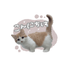 ぷりみる⸝⋆