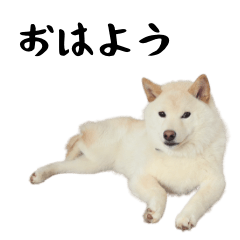 Kabosu the White Shibainu