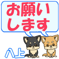 Hachijou's letters Chihuahua2