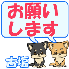 Koshio's letters Chihuahua2