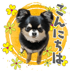 チワワの風太 2024.07.16