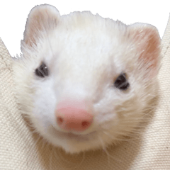 Sticker of ferrets