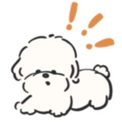 Soft & Cute: Everyday Fluffy White Dog