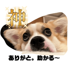 hachi_20240722154506