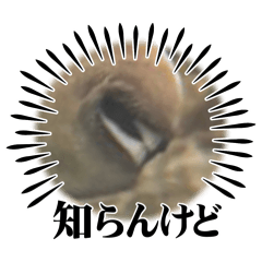 sy_20240723072708