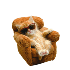 8 types of relaxing cats