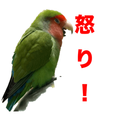 コザクラインコのうめちゃん8