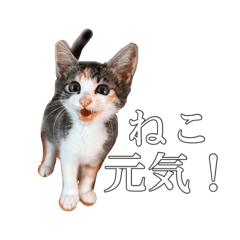 ameotoko_20240723141708