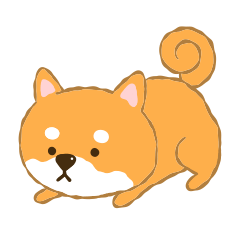 Shiba Inu happy daily life