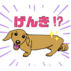 Cheerful dachshund NUTS-chan