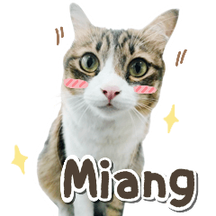 Ameowzing Miang