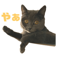 miiiki_20240723181718