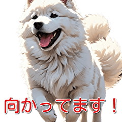 Charming Samoyed Stamp (Japanease)