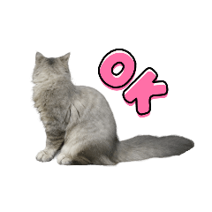 こねこのまーぶる