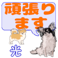 Hikari's letters Chihuahua